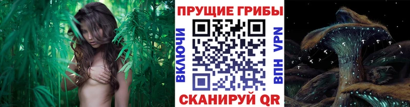 даркнет состав  Татарск  Псилоцибиновые грибы Psilocybe 